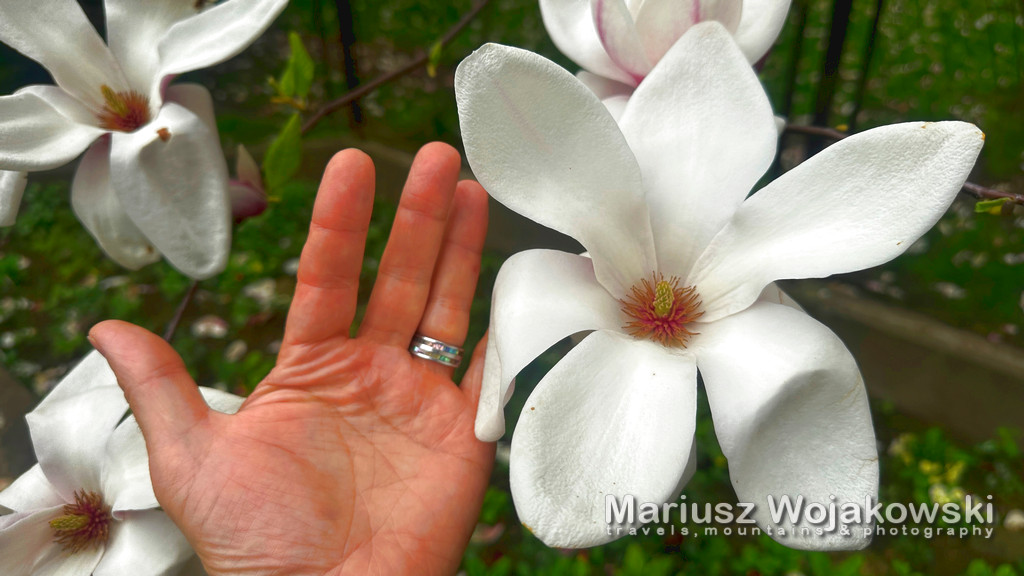 202304 magnolia 2